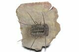 Flying Ceratonurus Trilobite - Top Quality Prep #357052-3